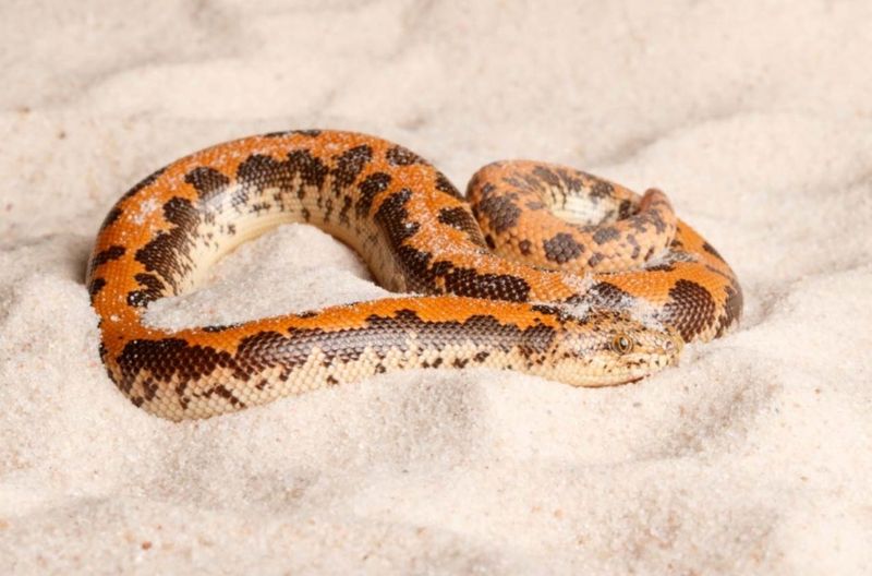 Kenyan Sand Boa: The Pocket-Sized Pal