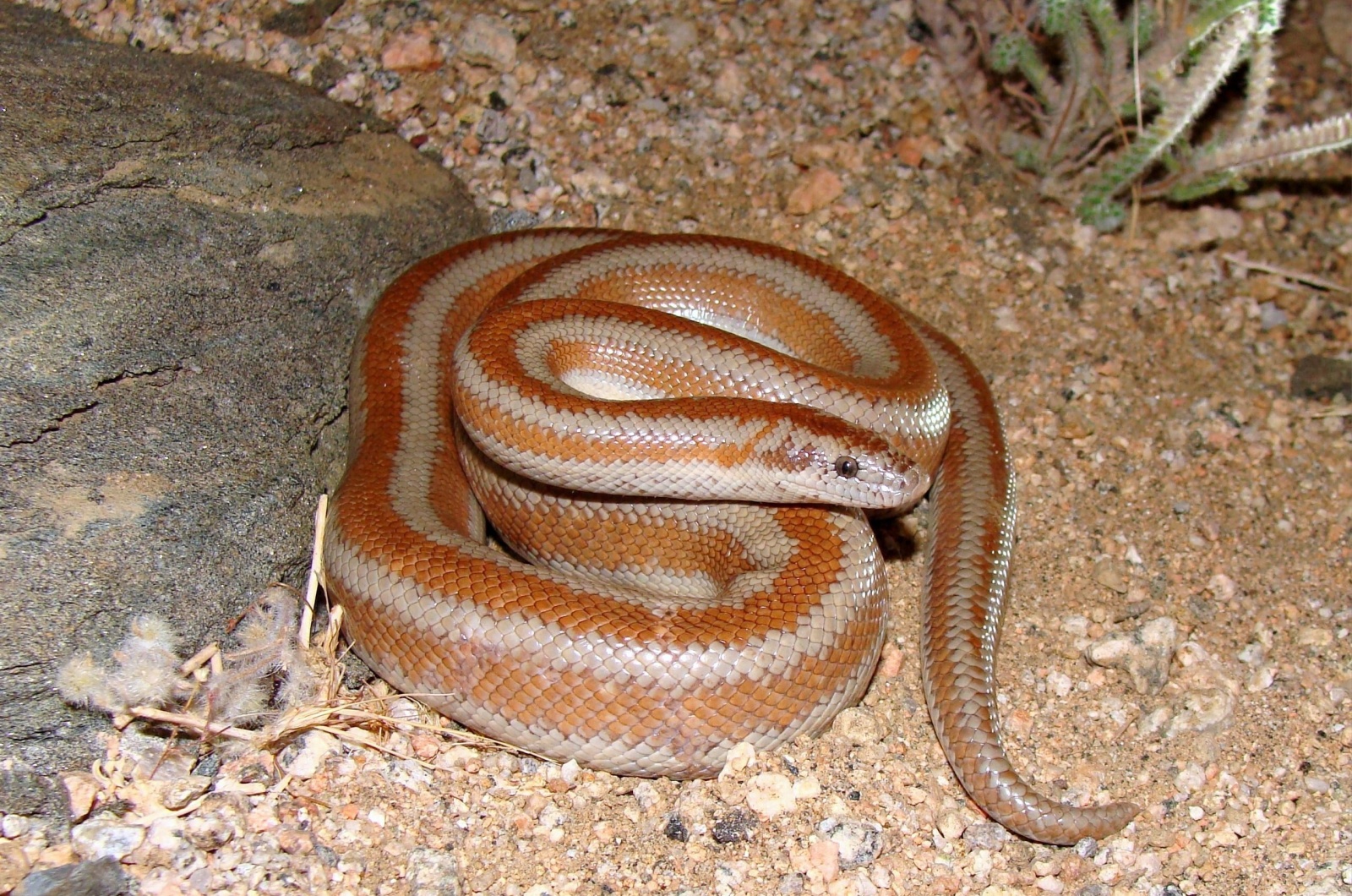 Rosy Boa