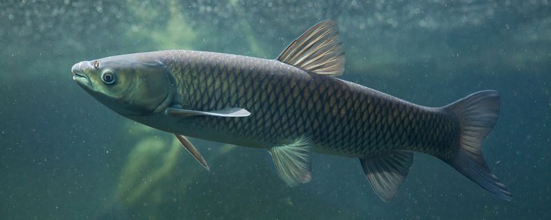 Grass Carp: Natural Weed Control