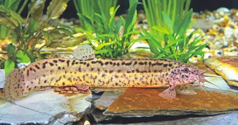 Weather Loaches - The Living Barometers