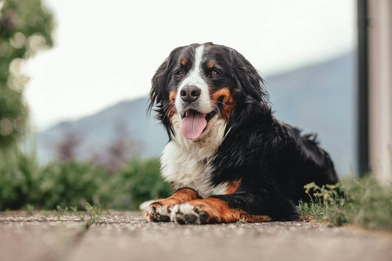 Bernese Mountain Dog's Brief Lifespan