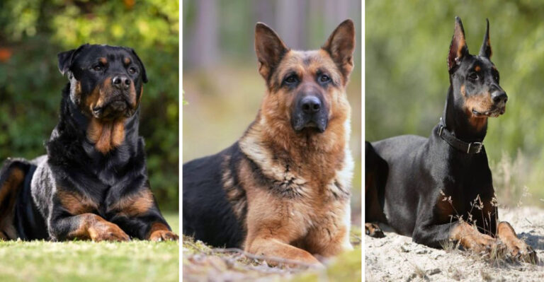 Rottweiler, German Shepherd, Or Doberman: Which Breed Is Best For Protection?