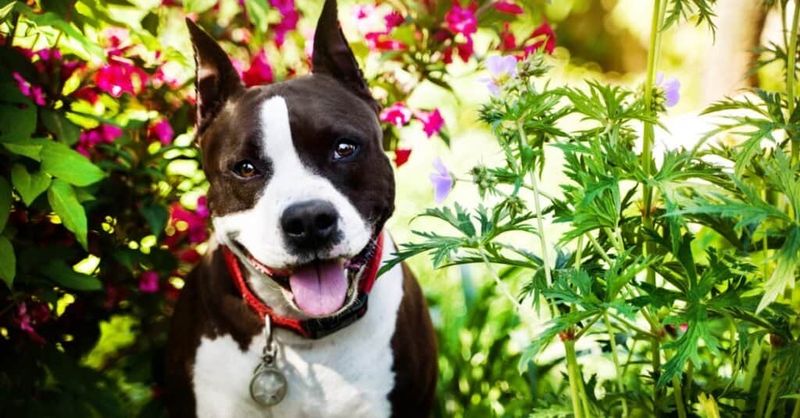 American Staffordshire Terrier: The Loyal Clowns