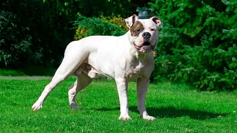 American Bulldog: The Farmhand's Helper