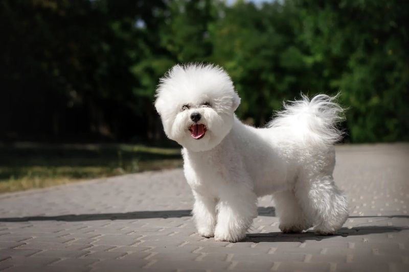 Bichon Frise: The Happiness Hunter