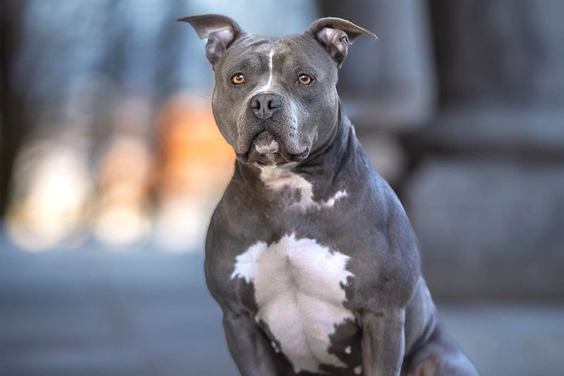 American Pit Bull Terrier: The Tenacious Fighter