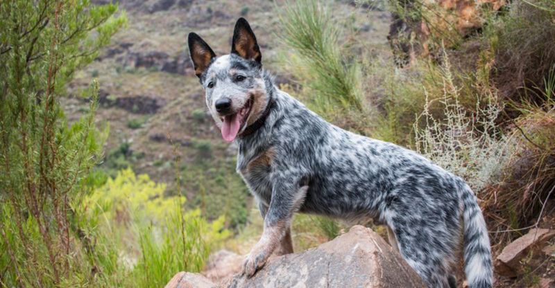 Australian Cattle Dog: The Tireless Problem-Solver