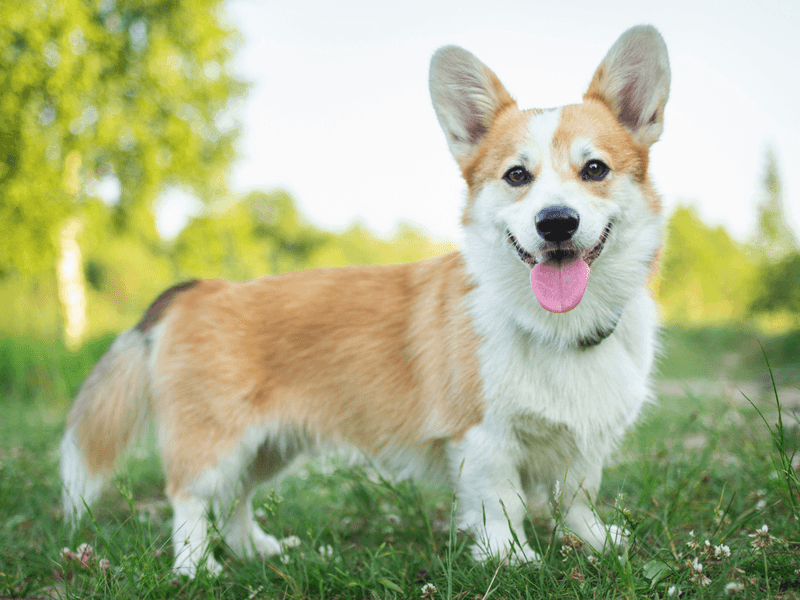Pembroke Welsh Corgis: Short Legs, Big Attitudes
