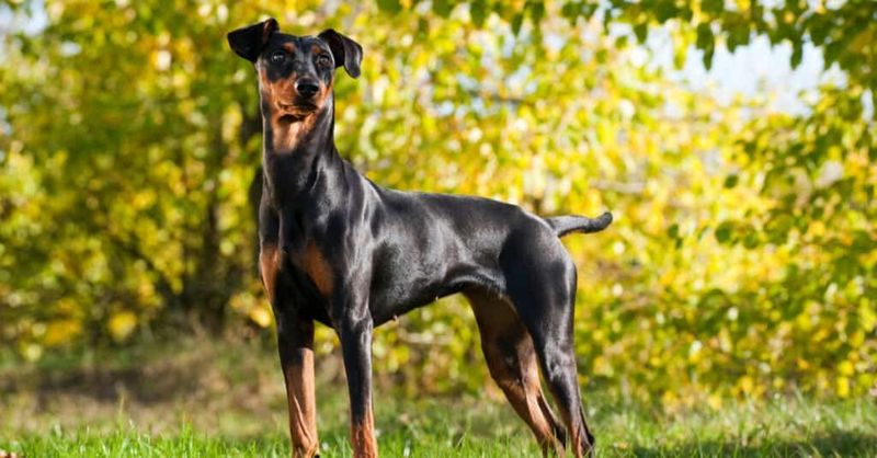 Doberman Pinschers: Elegant Defenders