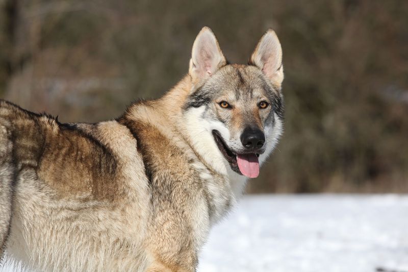 Wolf Hybrids - Wild Ancestry Creates Legal Challenges