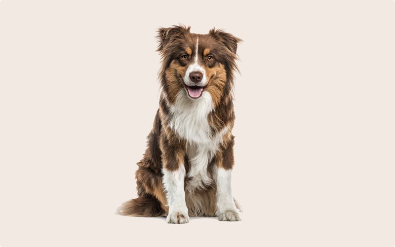 Australian Shepherds: The Versatile Performers