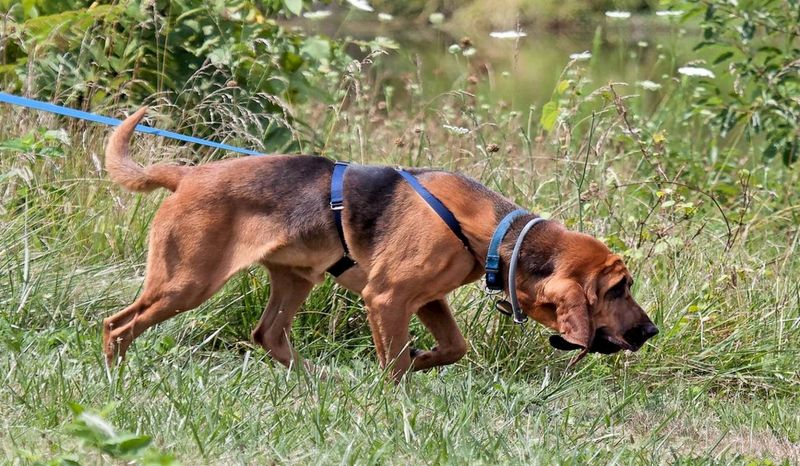 Bloodhounds: The Trackers