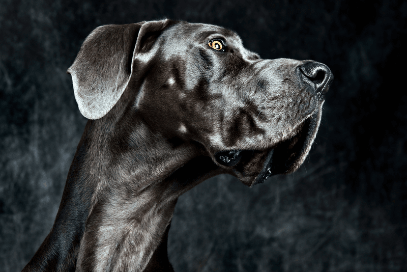 Great Dane