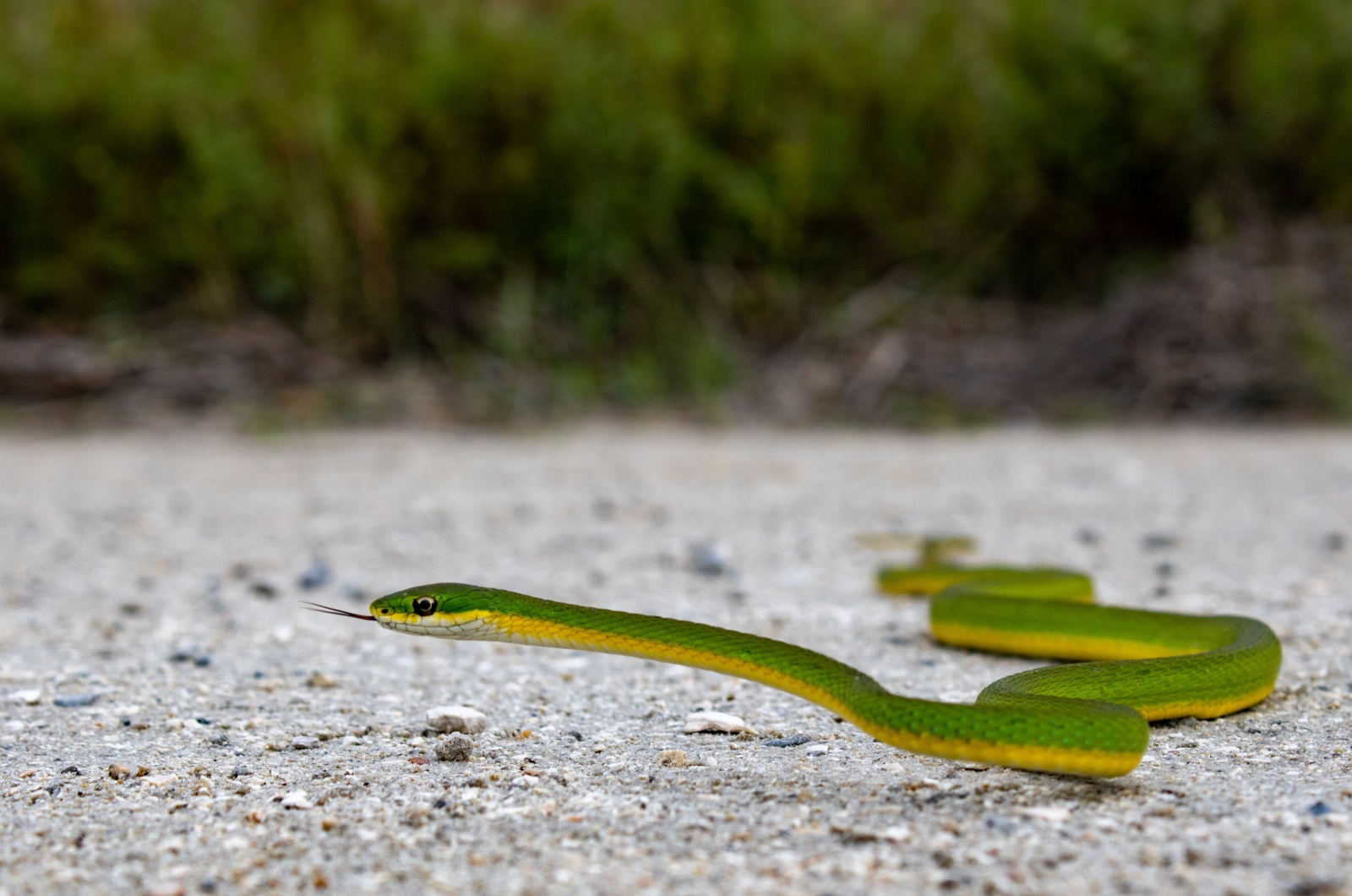 Rough Green Snake