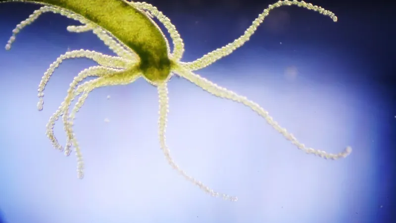 Hydra: Tiny Immortals