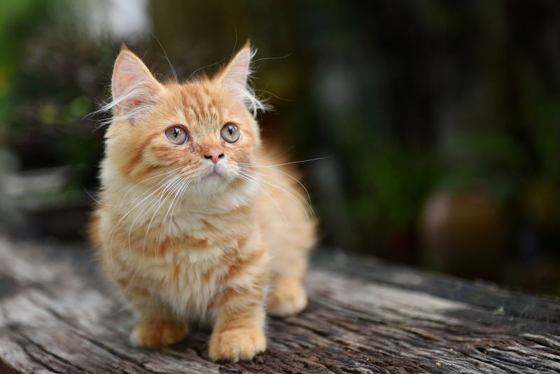 Chatty Munchkin