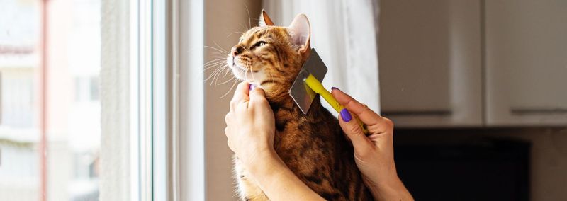 Grooming As A Bonding Tool