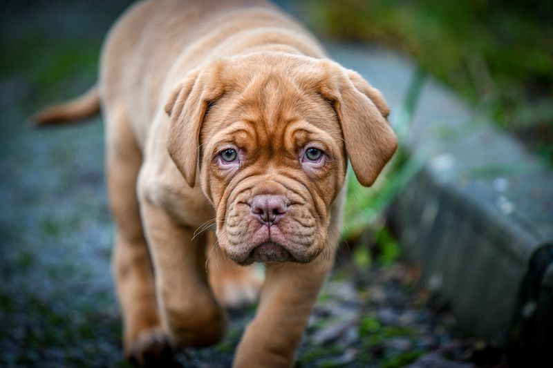 The Loyal Protector