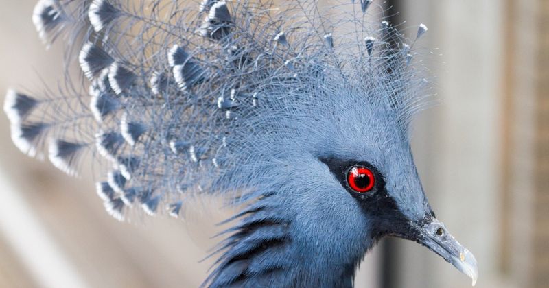 Victoria Crowned Pigeon's Lash Extensions