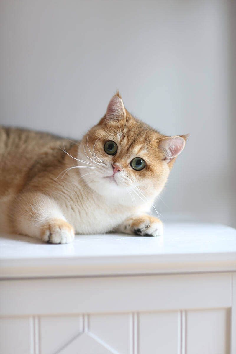 Plush, Silky Fur
