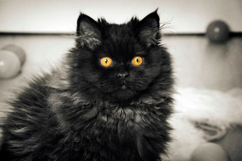 Silky Fur Texture
