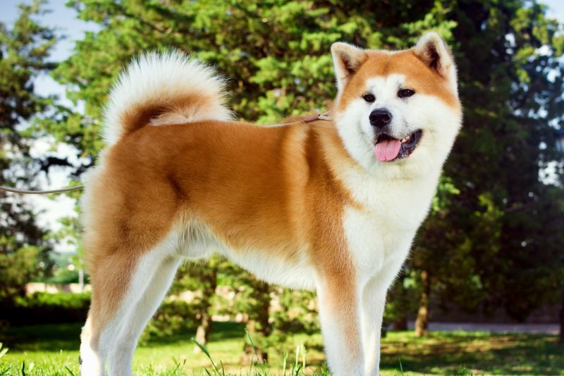One-Person Wonders: Akitas