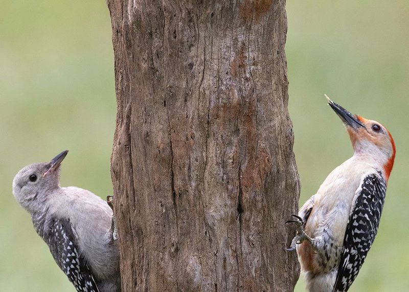 Red-Bellied Woodpecker