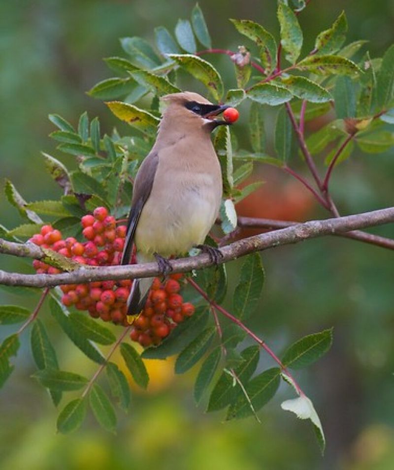 Cedar Waxwing - The Polished Fruit-Lover