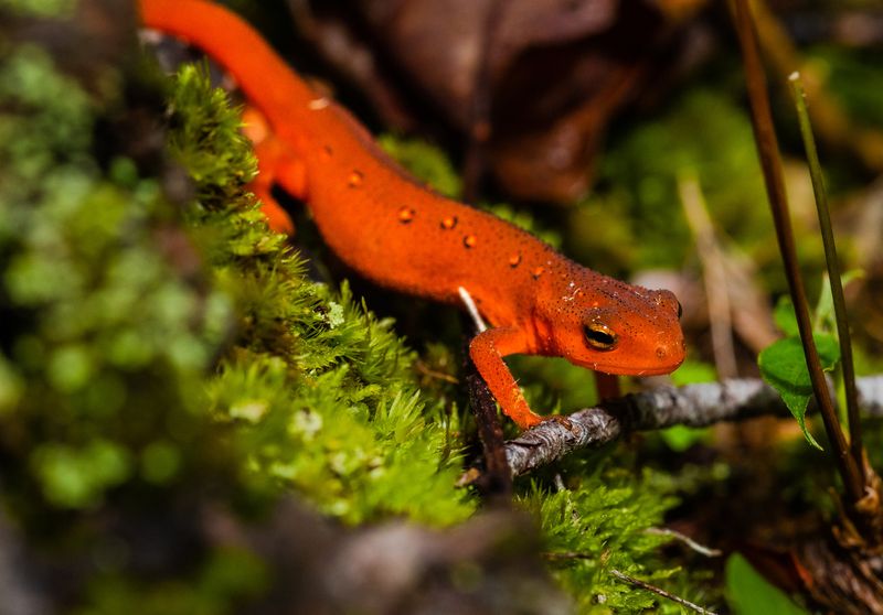 Eastern Newt