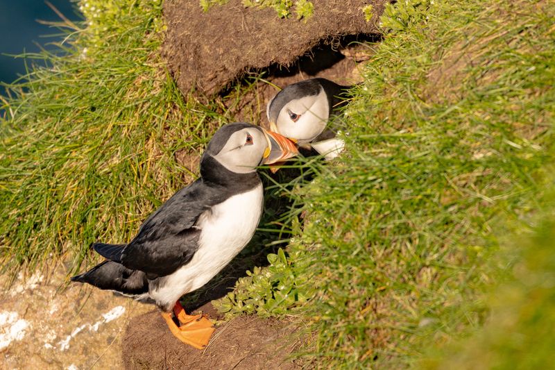 Puffin