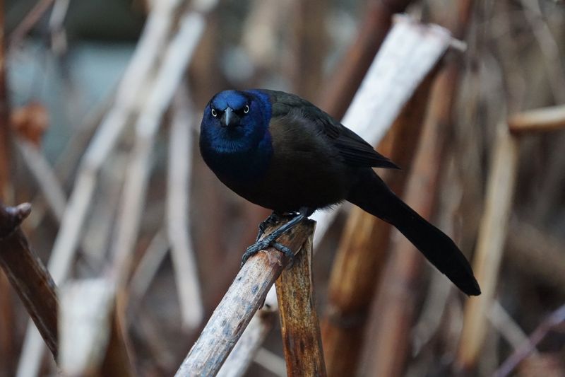 Blackbird (Common Grackle)