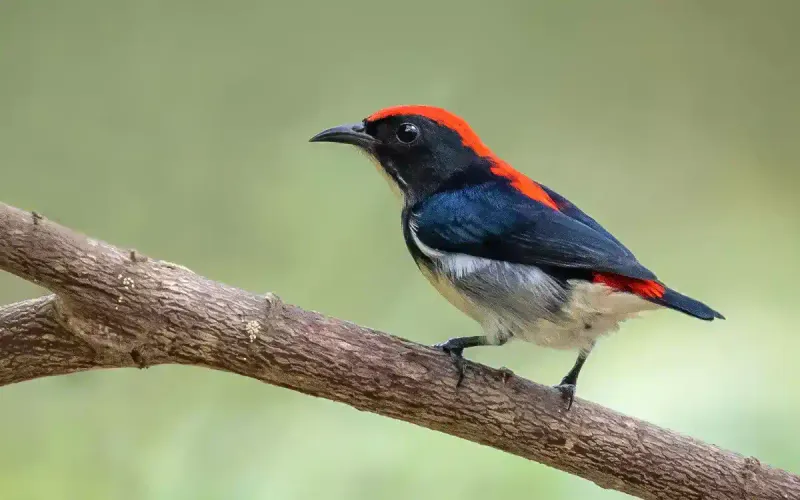 Cebu Flowerpecker