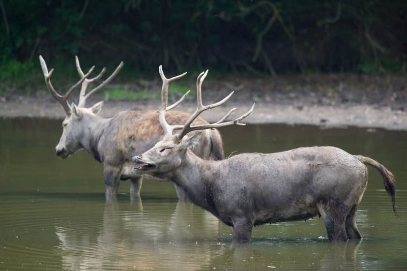 Pere David's Deer