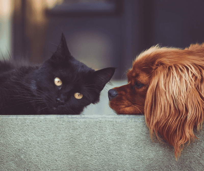 Overlooking Personality Differences