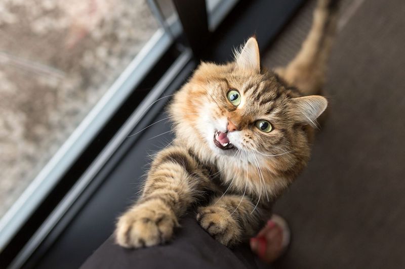 Ignoring A Cat's Body Language