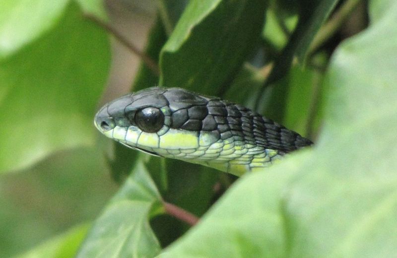Boomslang: The Tree-Dwelling Trickster