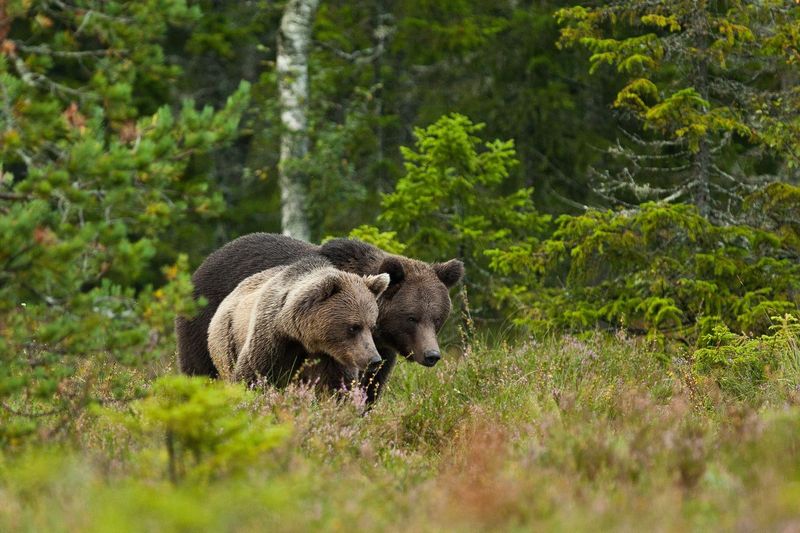 Sweden's Bear Habitats in Värmland