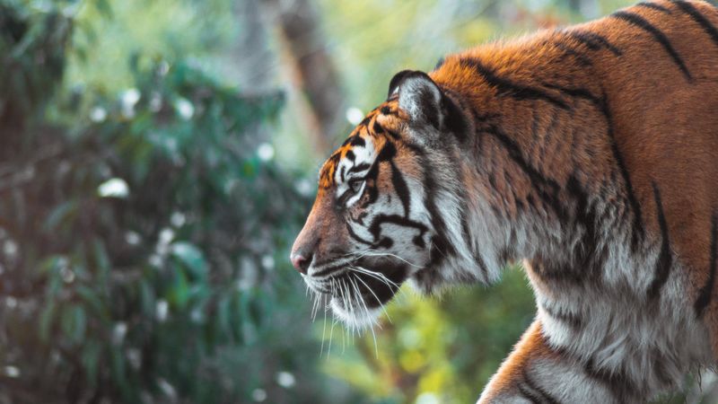 Poaching's Devastating Toll