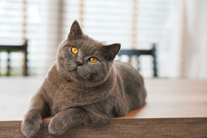 British Shorthair – The Low-Maintenance Companion