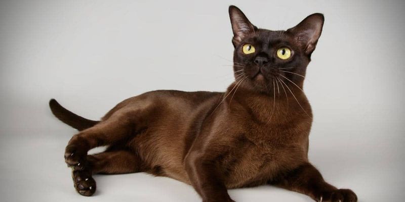 Burmese