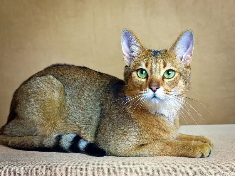 Chausie