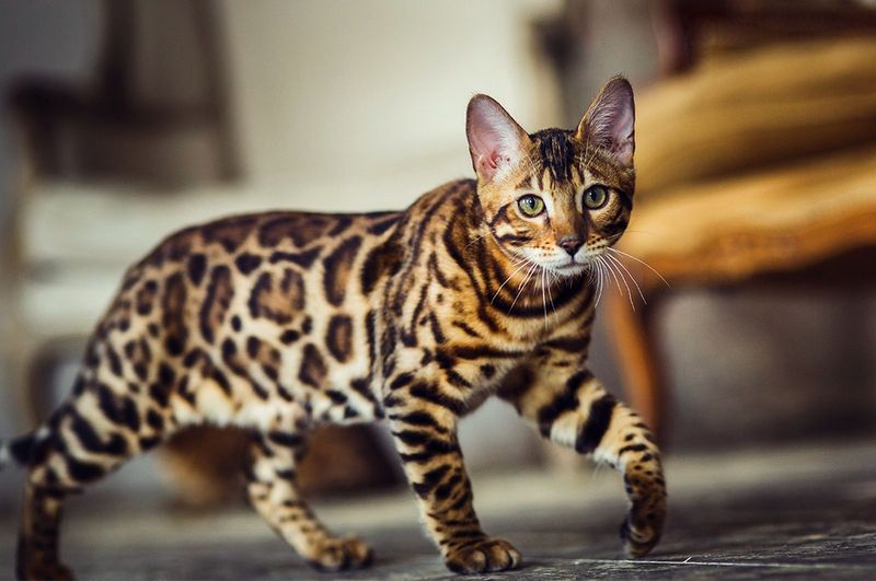 Bengal