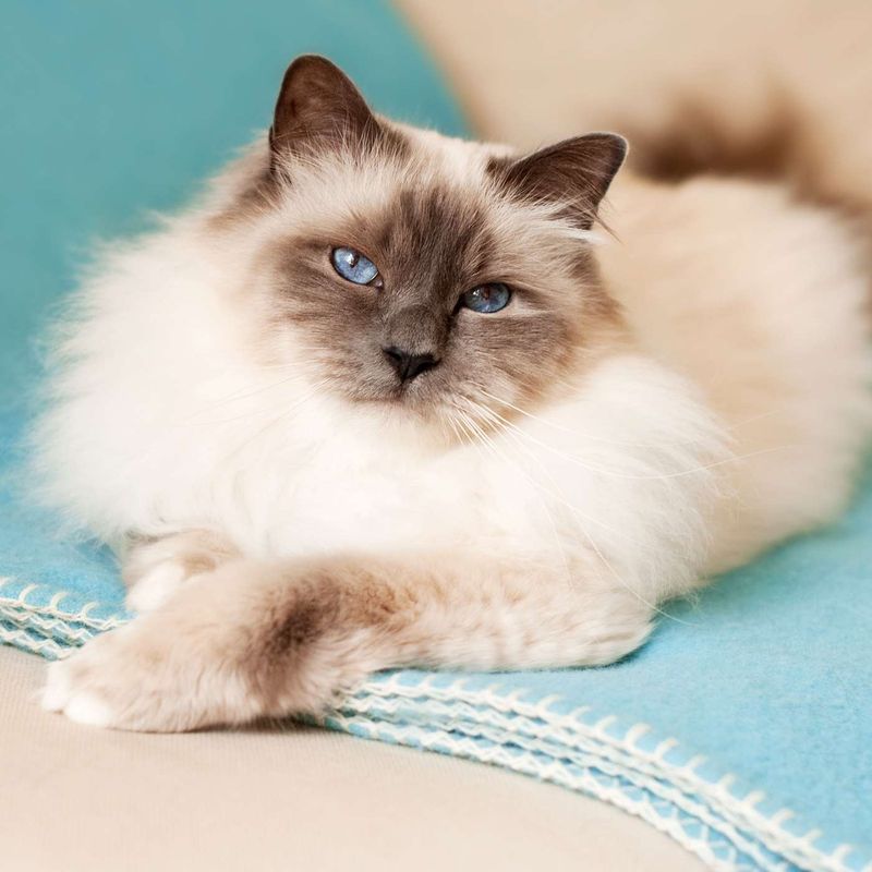 Birman Cats
