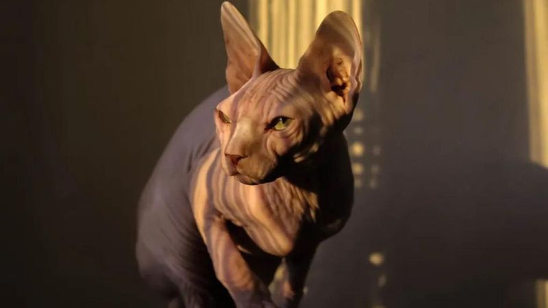 Sphynx