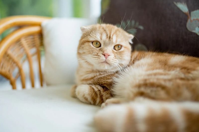 Scottish Fold: Home Hearth Lovers