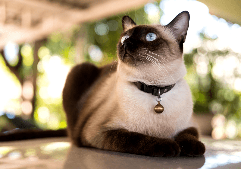 Siamese: Royal Thai Cats Or Something Else?