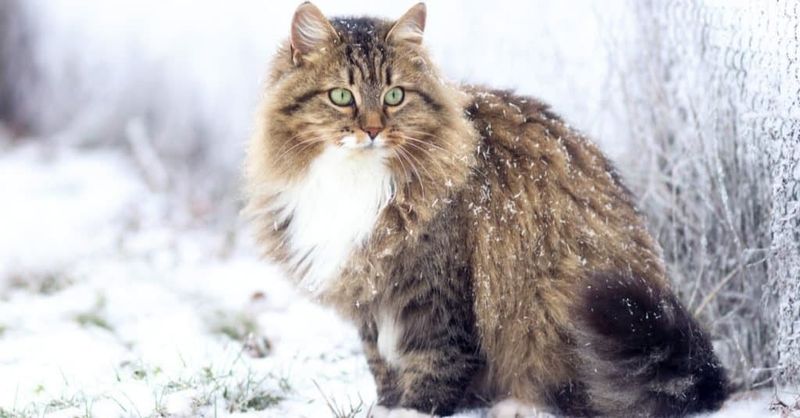 Norwegian Forest Cat + Siberian = Siberian Forest