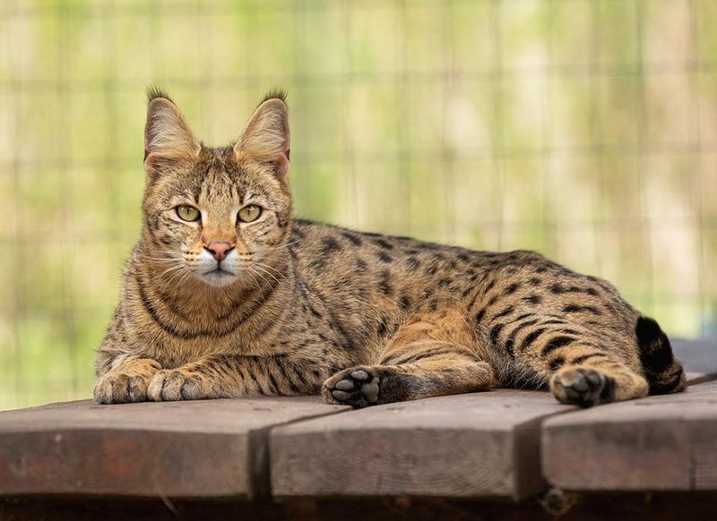 Savannah: House Cat With Leopard Aspirations