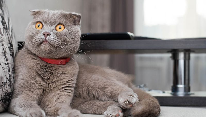 Scottish Fold: Owl-Like Enigmas