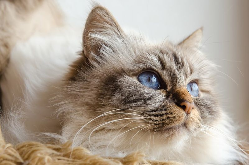 Birman: The Sacred Temple Cats